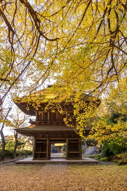  🍂 Tokyo | Spectacular Guangde Temple 🍂