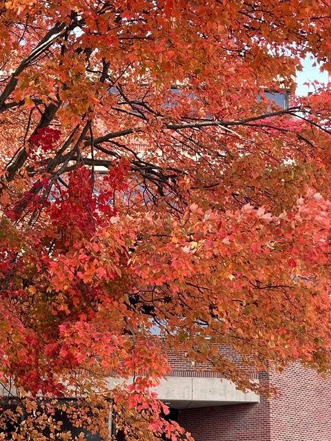 Autumn at the University of Michigan