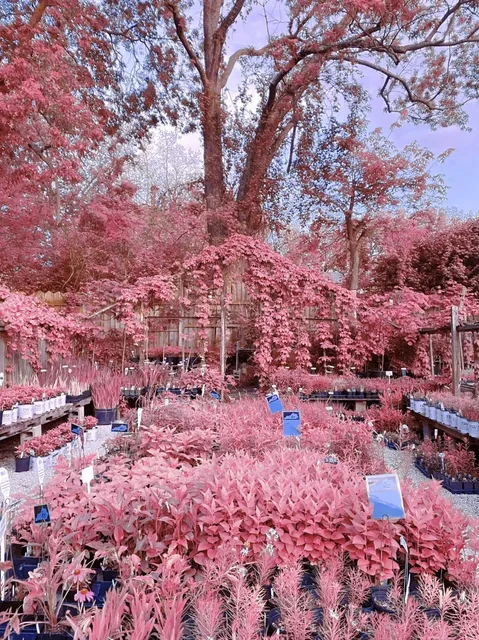 Kentucky Native Café – A Hidden Garden Gem in Lexington 🌿