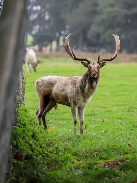 Manchester Surroundings | Tatton Park 🌳🦌