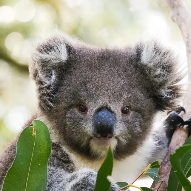🐨🌊Your Ultimate Guide to Phillip Island Nature Park