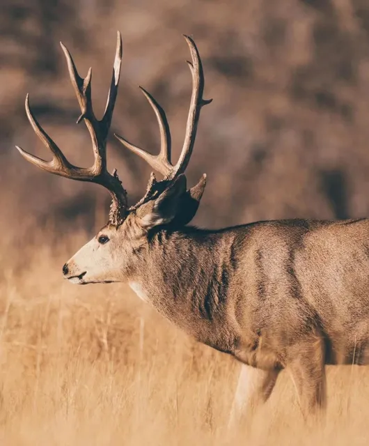 【Denver】Rocky Mountain Arsenal Wildlife Refuge + Route Guide 🦬🏞️