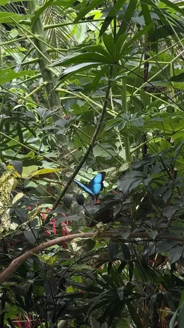 Butchart Gardens + Butterfly Gardens: The Ultimate Victoria Nature Duo