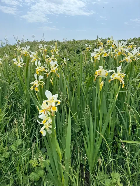 Dover to Folkestone | Weekend Coastal Hike 🏞️
