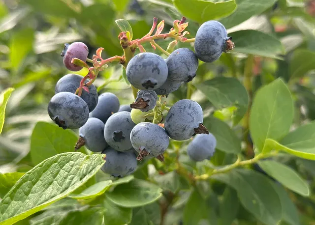 Walker’s Blueberry Farm – A Sweet Summer Tradition!