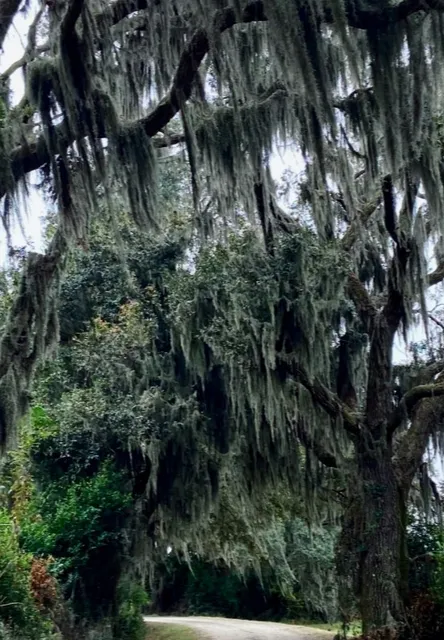 Savannah National Wildlife Refuge 🐢
