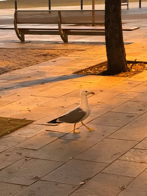 Healed by a Barcelona Sunrise