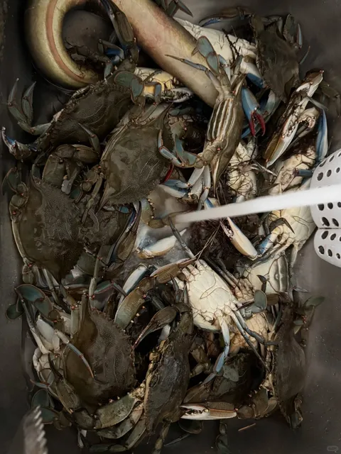 🦀 Eel Pond – Boston’s Secret Blue Crab Paradise! 🌊  