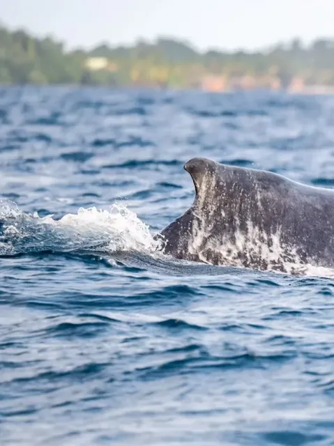 Sainte-Marie Island Whale Watching (Swipe right ➡️➡️)