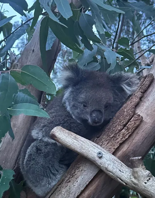 Adelaide | Where to go! (No car version)🚒🚕🚓