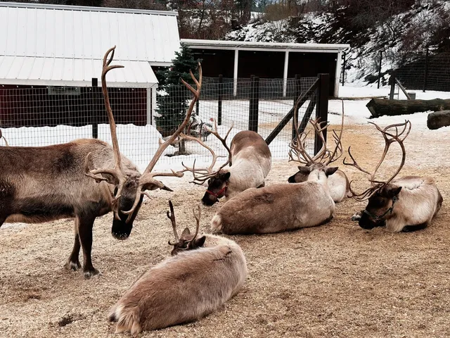 Seattle German Town: Feeding Reindeer Adventure