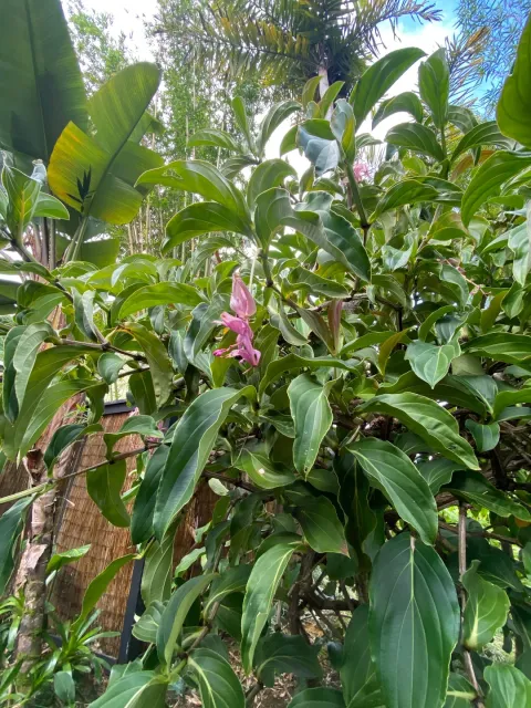 Hawai‘i 5-0 birthday!