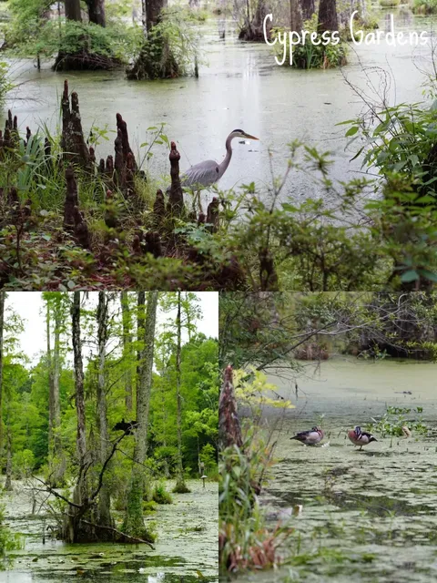 📍 Charleston, SC: From Plantations to Gardens