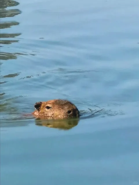 Curitiba’s Must-Visit Gems! 🌿🦫✨