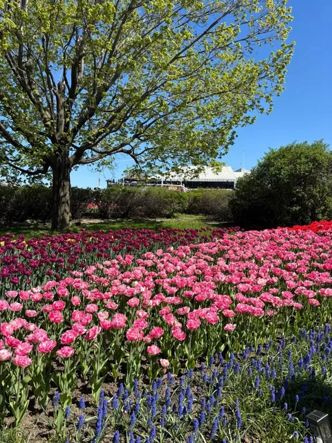 🇨🇦 Ottawa's Stunning Tulip Extravaganza at Dow's Lake! 🌷✨