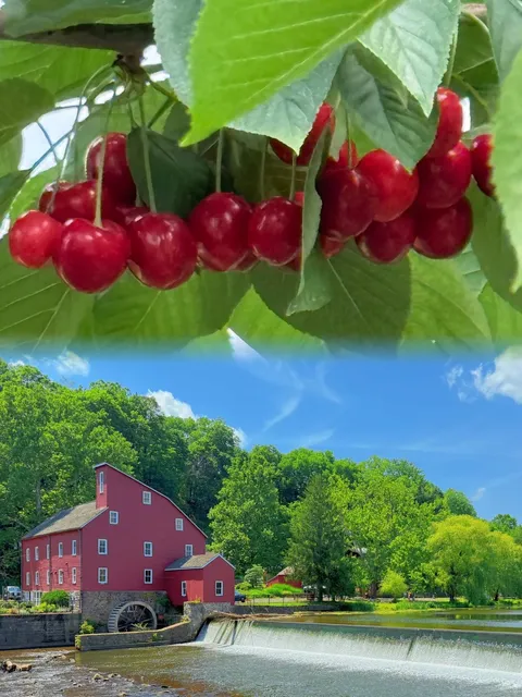 ​​NJ Cherry Picking Paradise! 🍒​​