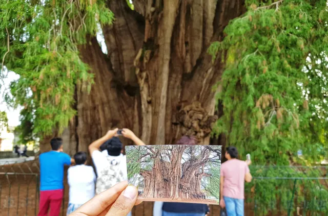 El Árbol del Tule: The World's Stoutest Tree 🌳