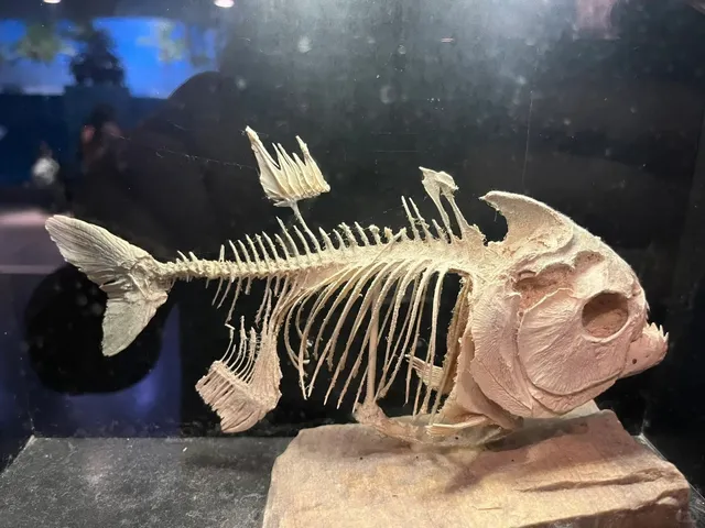 Visiting the Oklahoma Aquarium! 🐠🌊