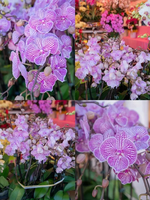 Los Angeles Lunar New Year Flower Market | Jan 29 – Feb 15, 2026