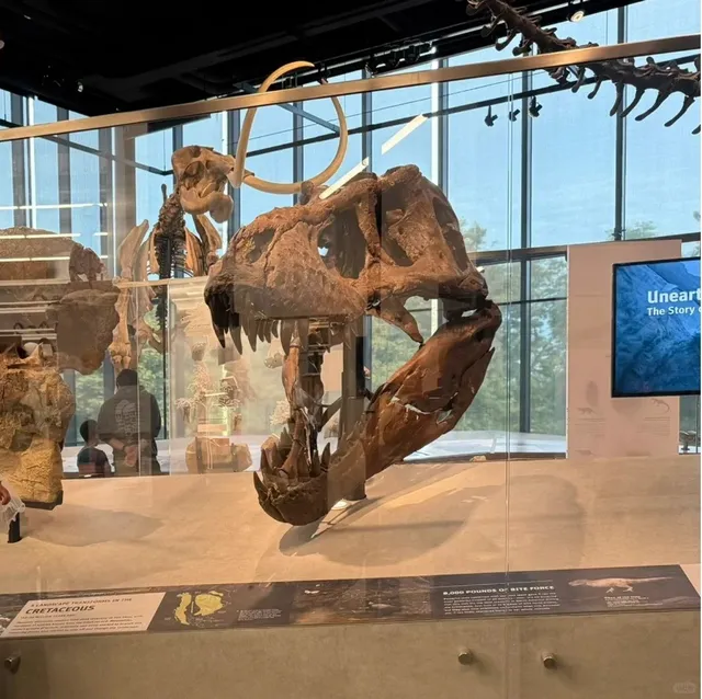 Seattle with Kids: Burke Museum - The Dinosaur Museum