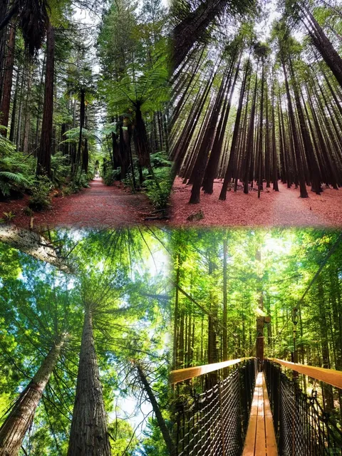 🌋 Rotorua Travel Guide: NZ’s Geothermal Wonderland!