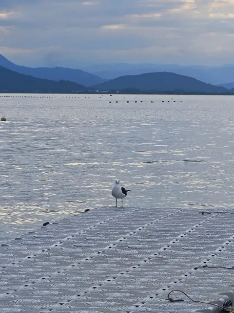 My Unforgettable Chinese New Year in Florianópolis, Brazil! 