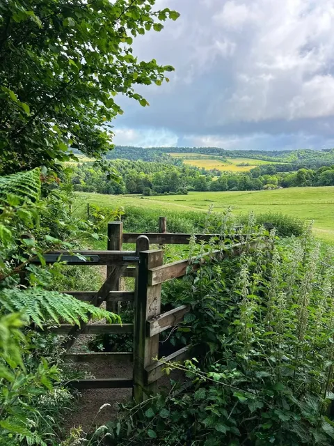 Step into a Fairytale Forest in Surrey Hills! 🌳✨
