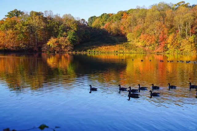 🇺🇸 Autumn Colors in the DMV Area 🍁