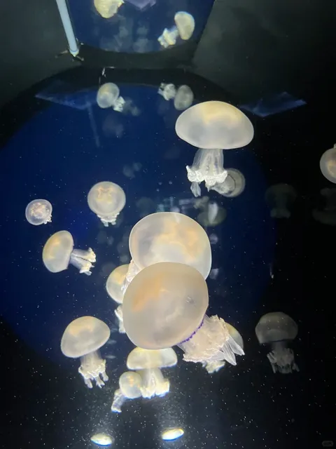 🇫🇷 La Rochelle Aquarium Adventure 🫧🐠