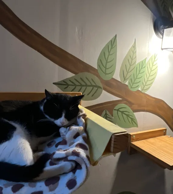 🇧🇷 Sao Paulo | Cat cafe
