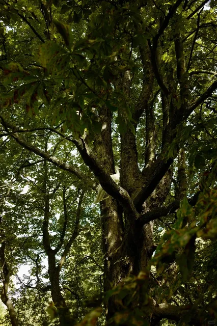 🦚 Berlin Hidden Gem: A Half-Day Trip to Peacock Island (Pfaueninsel)