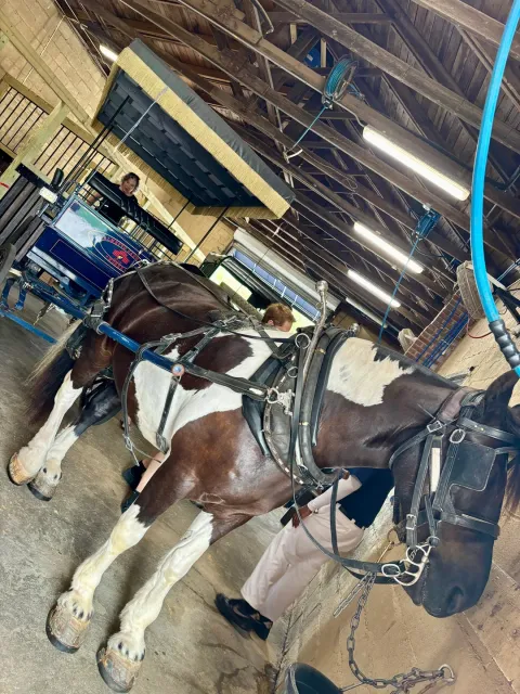 So Educational & Fun! 🐎✨