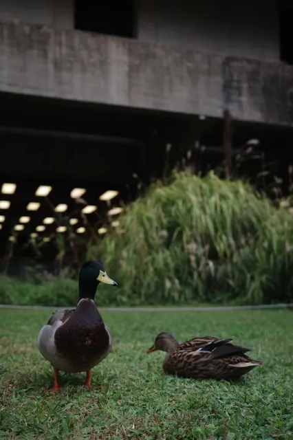 Lisbon - Thank You, Oil Tycoon