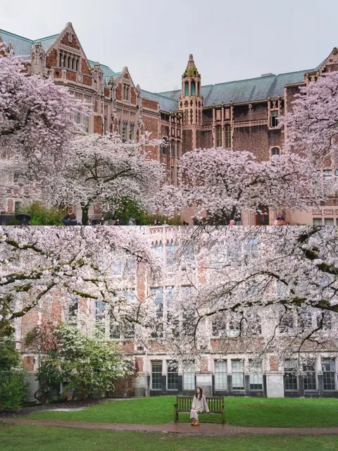 2025 Seattle Half-Day Cherry Blossom Tour Guide