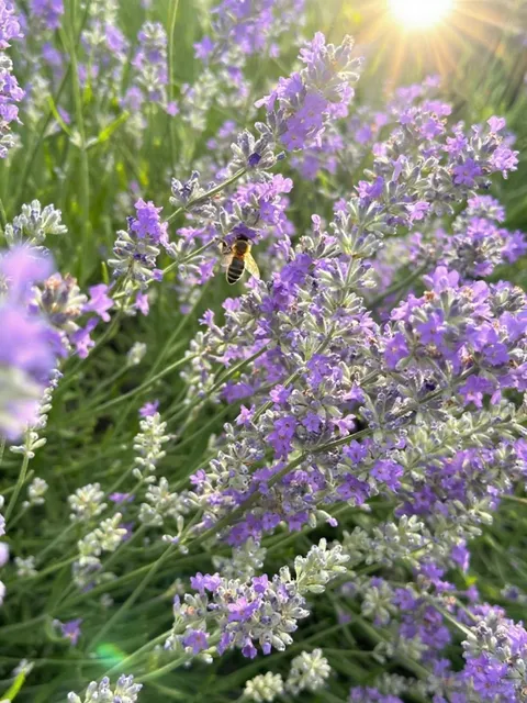 ​​Lavender Paradise | Perfect Day Trip from Ottawa & Montreal​​
