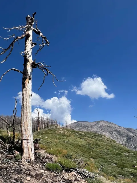 LA Hiking ⛰️ San Bernardino Peak – A Breath of Fresh Air! 🌬️🍃