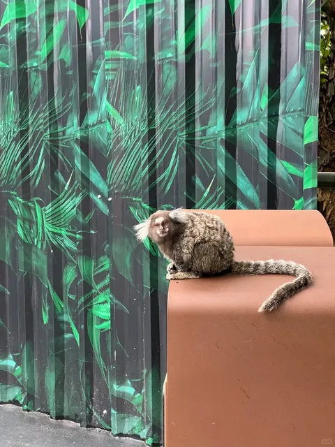 Animals Spotted in Bonito, Brazil 🇧🇷