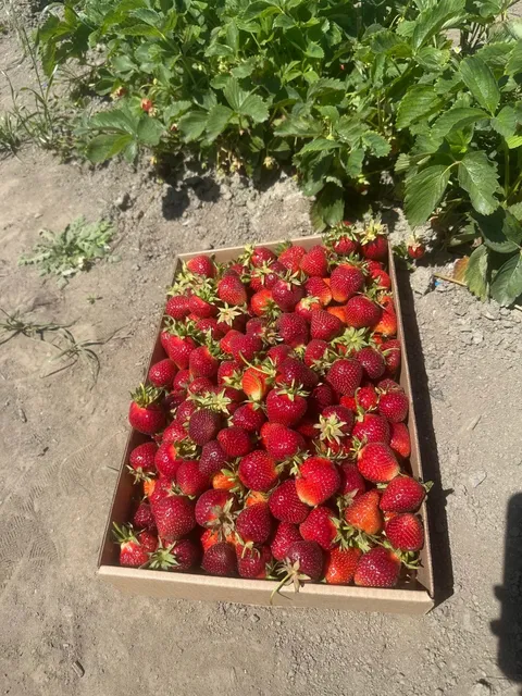 ​​Ultimate Seattle Parent Date: Strawberry Picking Adventure 🇮🇹​​