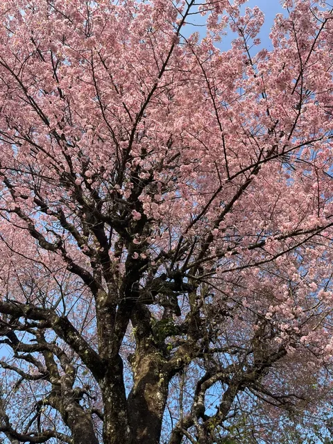 Pokhara  travel:Experiencing Spring, Summer, and Autumn in one Day