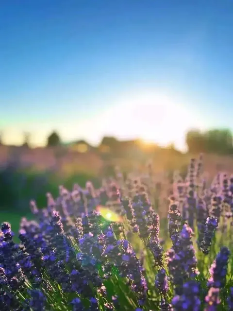 🇨🇦 ​​Lavenderland: Richmond’s Purple Paradise!​​ 💜✨
