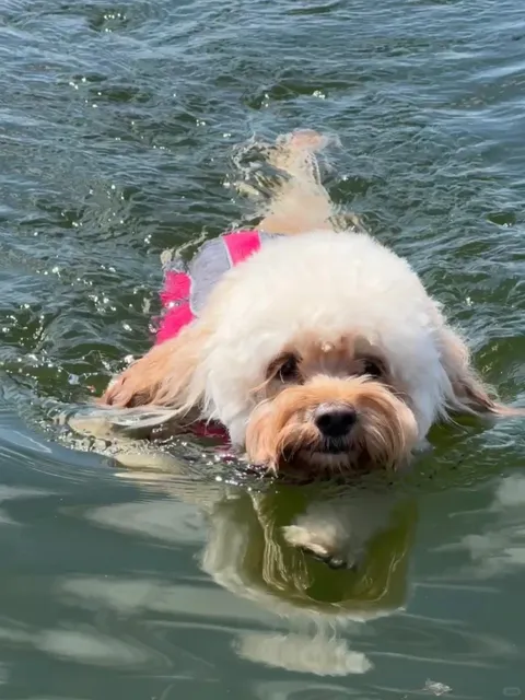🐾 Toronto Doggy Paddle Adventure | Floating Fluffy & Paws in Motion 