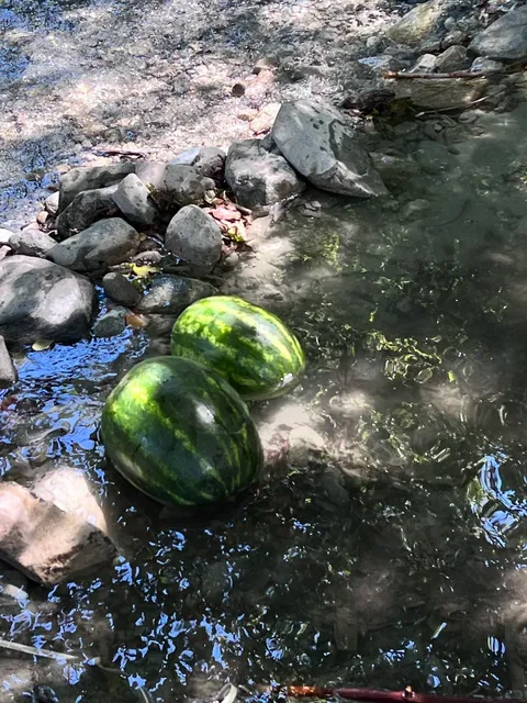 Escape to the Creek Without Leaving Town｜Applewhite Picnic Area 💦🌳