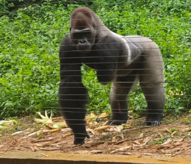 🦍 Primate Paradise Near Yaoundé