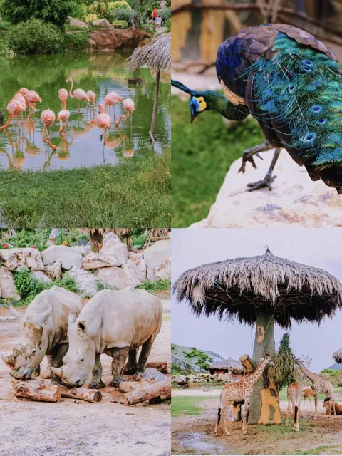 Vietnam Danang is so much fun, I'll come back next time! 🌟🌴