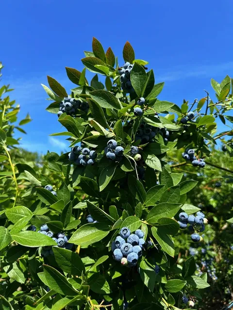  Ultimate U-Pick Experience Near Seattle 🫐