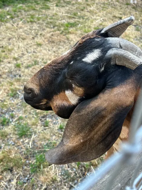 🐑 Bellevue's Hidden Gem: Kelsey Creek Park Mini Farm 