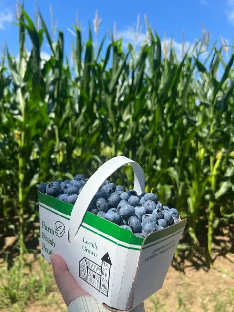 ​​Blue Horizon Blueberry Farm - Where Blueberry Dreams Come True! 🫐✨​