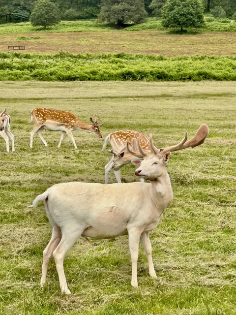 Leicester ~ Deer Park 🦌
