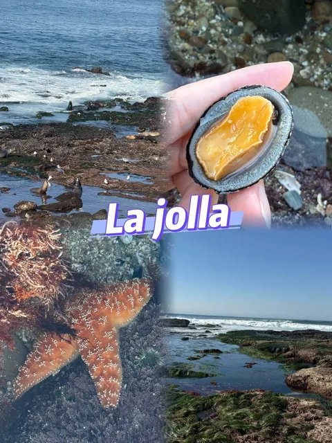 Beachcombing is Soooo Much Fun! 🌊🐚