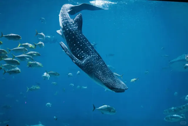 🐋 Atlanta: Diving into an Aquatic Dream at Georgia Aquarium 🌊